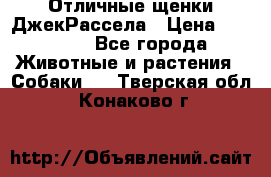 Отличные щенки ДжекРассела › Цена ­ 50 000 - Все города Животные и растения » Собаки   . Тверская обл.,Конаково г.